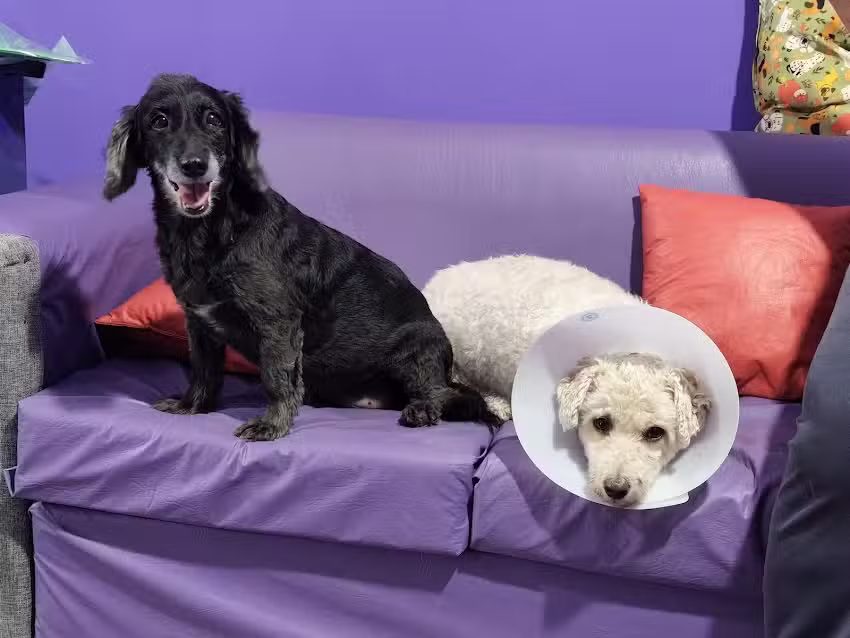 Veterinaria y Ecograf&iacute;as, San Expedito