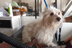 VETERINARIA Y PELUQUERIA LADRI2