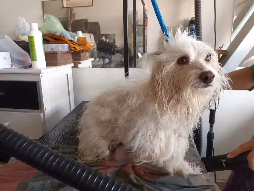 VETERINARIA Y PELUQUERIA LADRI2