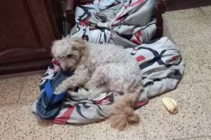 Veterinaria Yen&uacute;