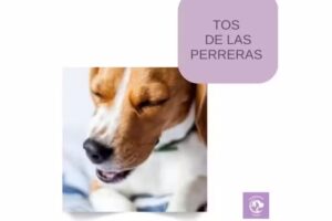 Veterinaria Z&aacute;rate