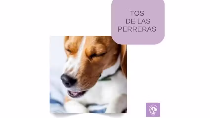 Veterinaria Z&aacute;rate