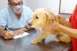 veterinariaelcadillal