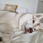 Veterinario a domicilio