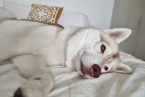 Veterinario a domicilio