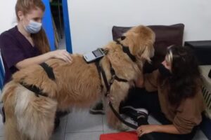 Veterinario a domicilio Mv.Alfredo Sep&uacute;lveda Z.