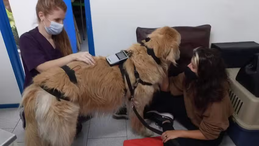 Veterinario a domicilio Mv.Alfredo Sep&uacute;lveda Z.