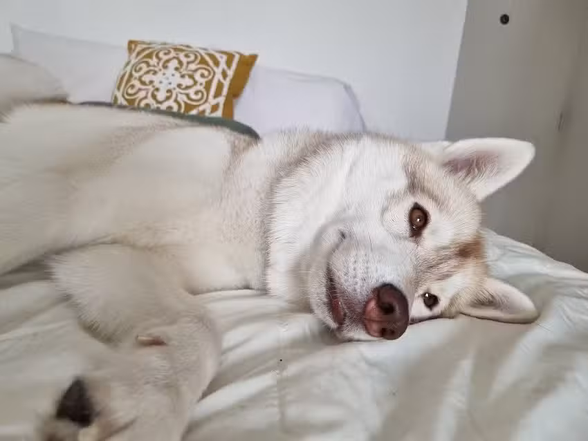 Veterinario a domicilio