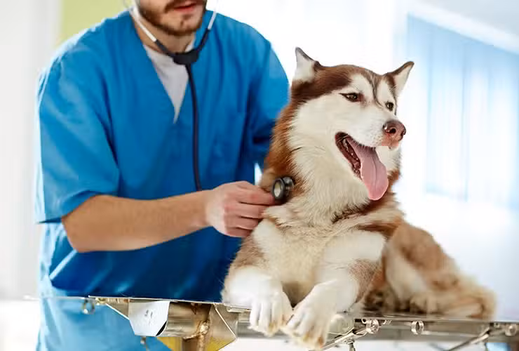 VETERINARIO a su DOMICILIO
