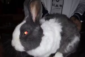 Veterinario de cirug&iacute;as y castraciones