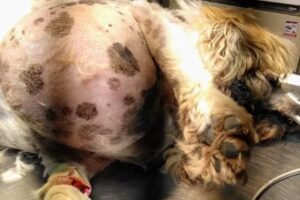 Veterinario Dr.Luis Gallardo clínica Y Cirugías