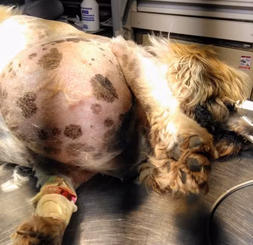 Veterinario Dr.Luis Gallardo cl&iacute;nica Y Cirug&iacute;as