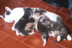 veterinario el algarrobo