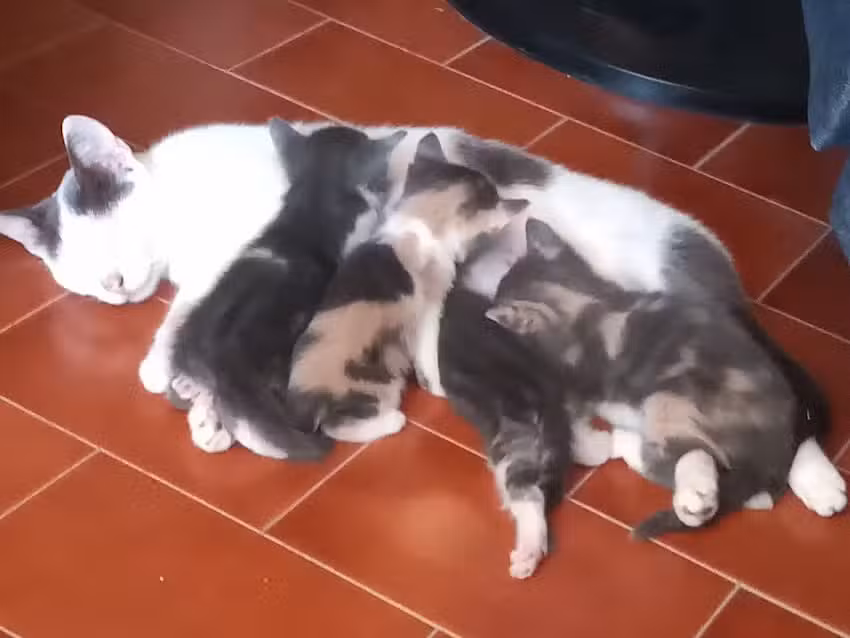 veterinario el algarrobo