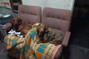 Vetetinaria Medic An (Vanesa Soler)