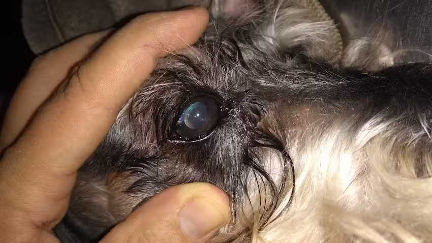 Visi&oacute;n Animal, Oftalmolog&iacute;a Veterinaria.