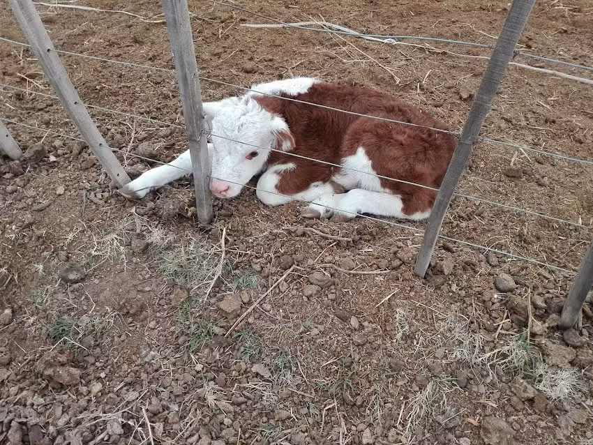 Wagyu Patagonia