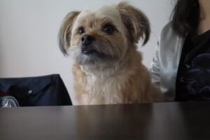 Zocca Marcelo Gustavo